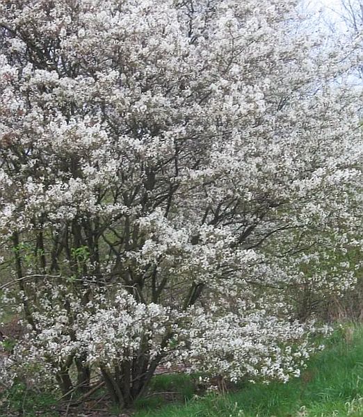 Amelanchier alnifolia 'Honeywood'